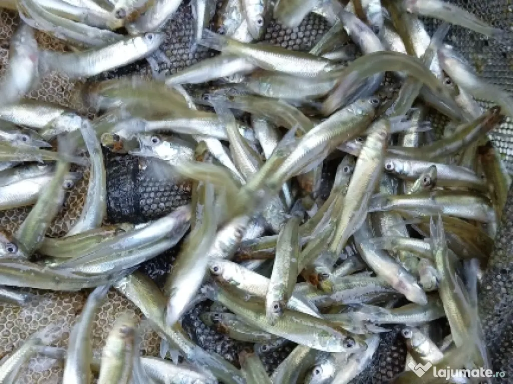 puiet crap fitofag novac amur Lin somn salau