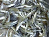 puiet crap fitofag novac amur Lin somn salau 