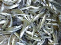 puiet crap fitofag novac amur Lin somn salau