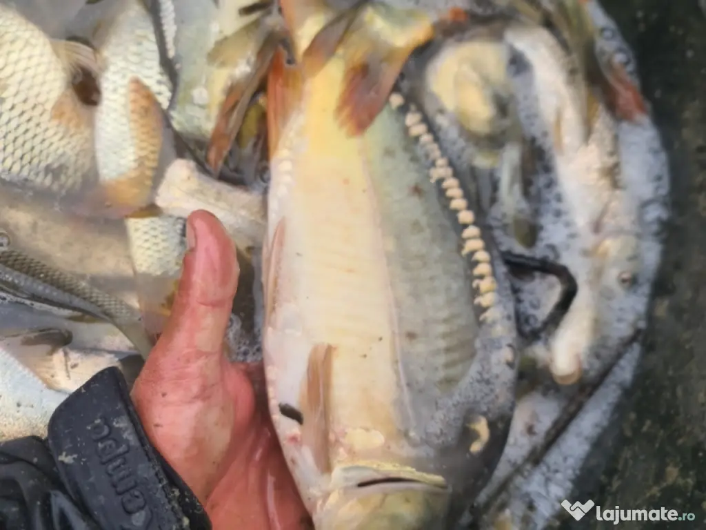 puiet crap fitofag novac amur Lin somn salau