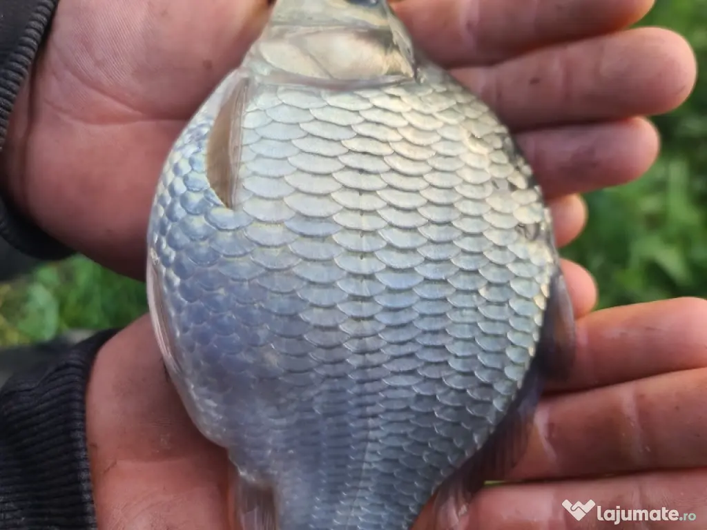 puiet crap fitofag novac amur Lin somn salau