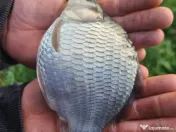 puiet crap fitofag novac amur Lin somn salau