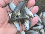 puiet crap fitofag novac amur Lin somn salau