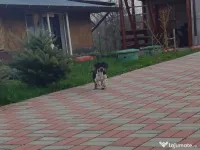 Vând cățeluș Teckel 