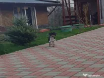 Vând cățeluș Teckel