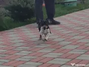 Vând cățeluș Teckel 