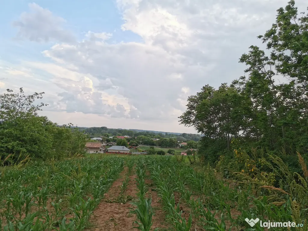 Vand teren 2800 mp in Soparlita, Olt