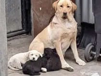 pui Labrador Retriver