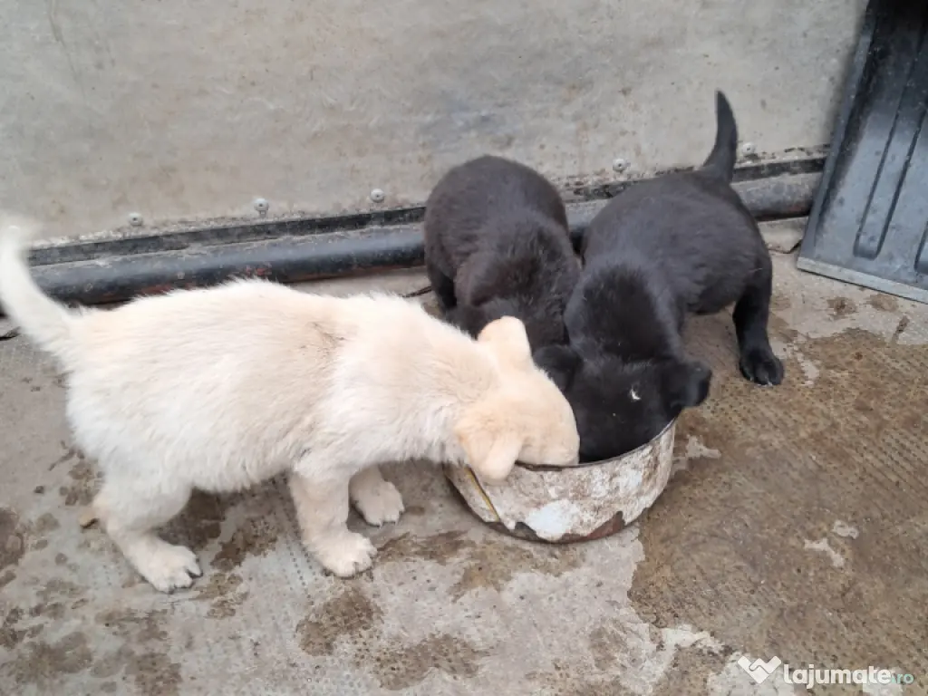 pui Labrador Retriver