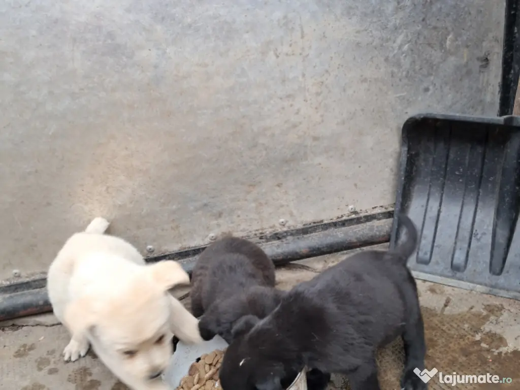 pui Labrador Retriver