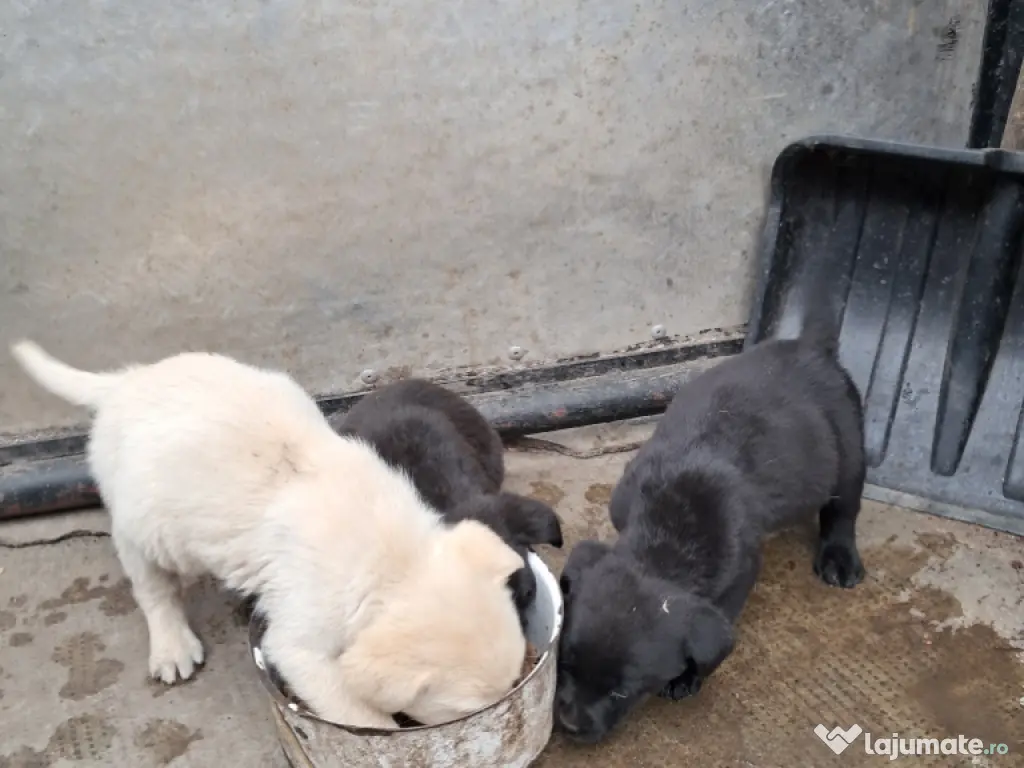 pui Labrador Retriver
