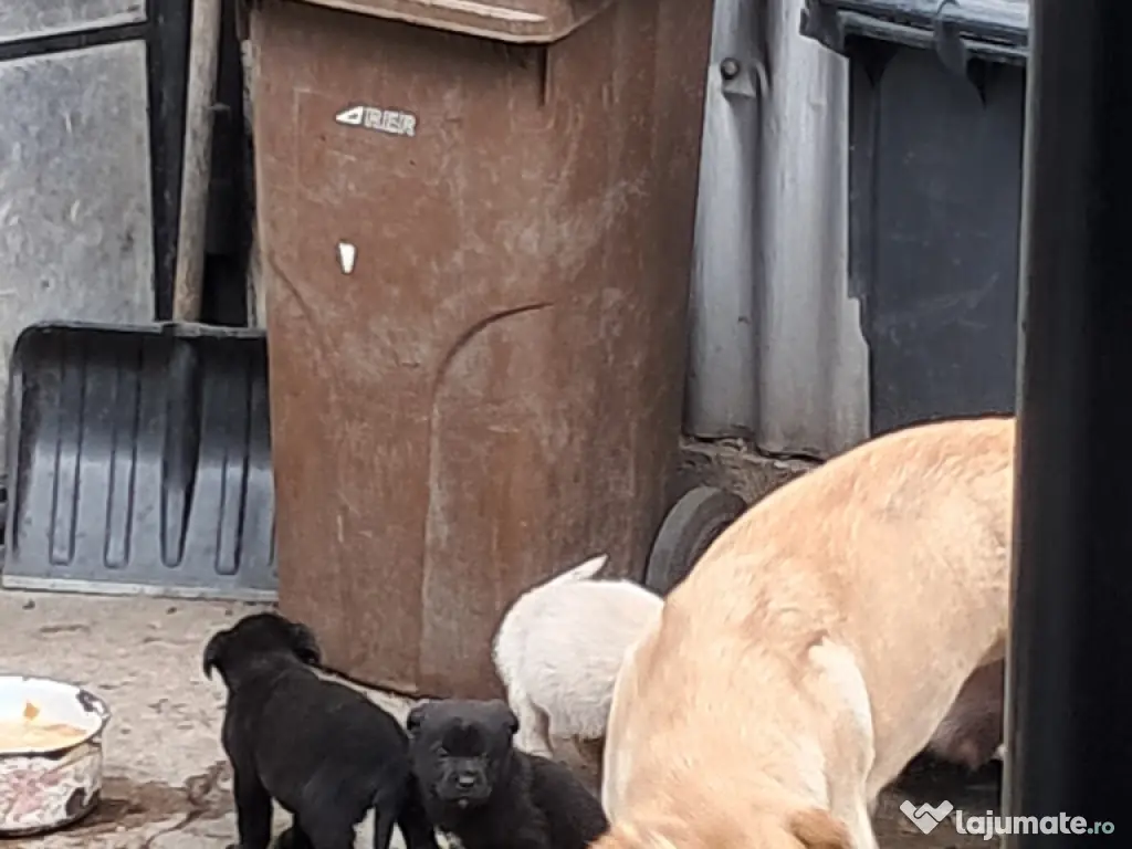 pui Labrador Retriver