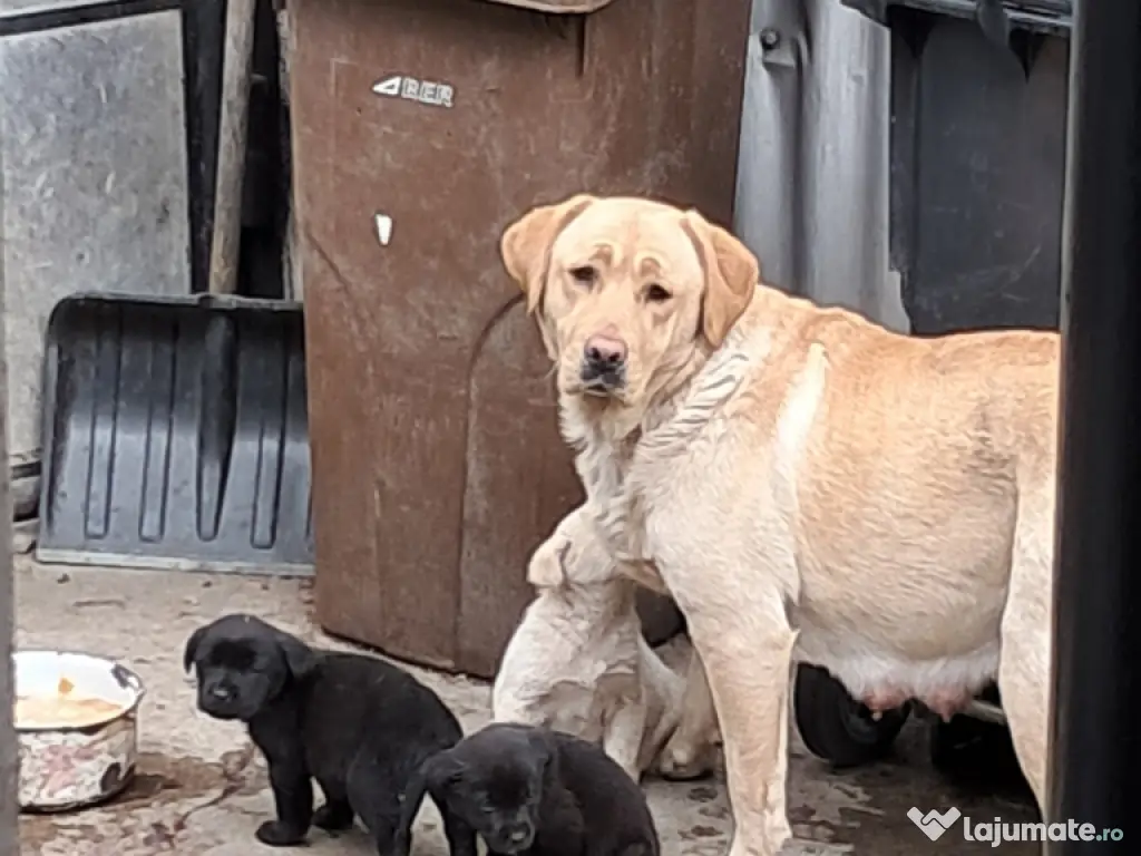 pui Labrador Retriver