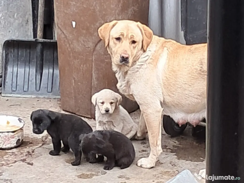 pui Labrador Retriver