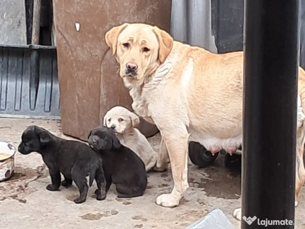 pui Labrador Retriver