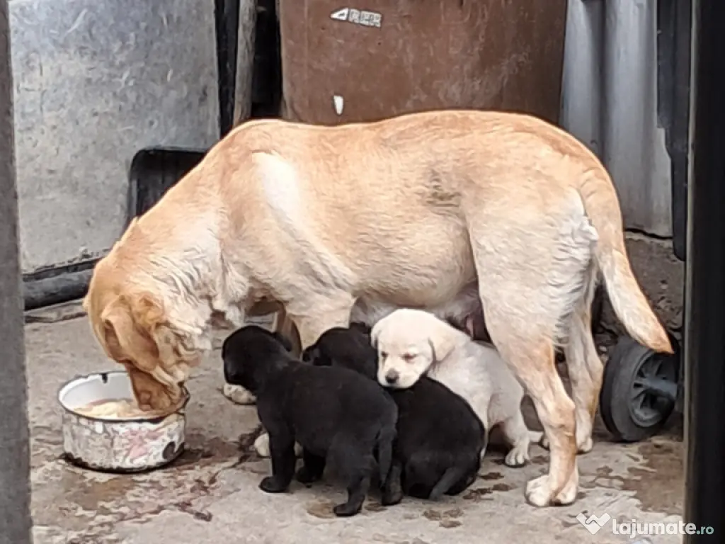 pui Labrador Retriver