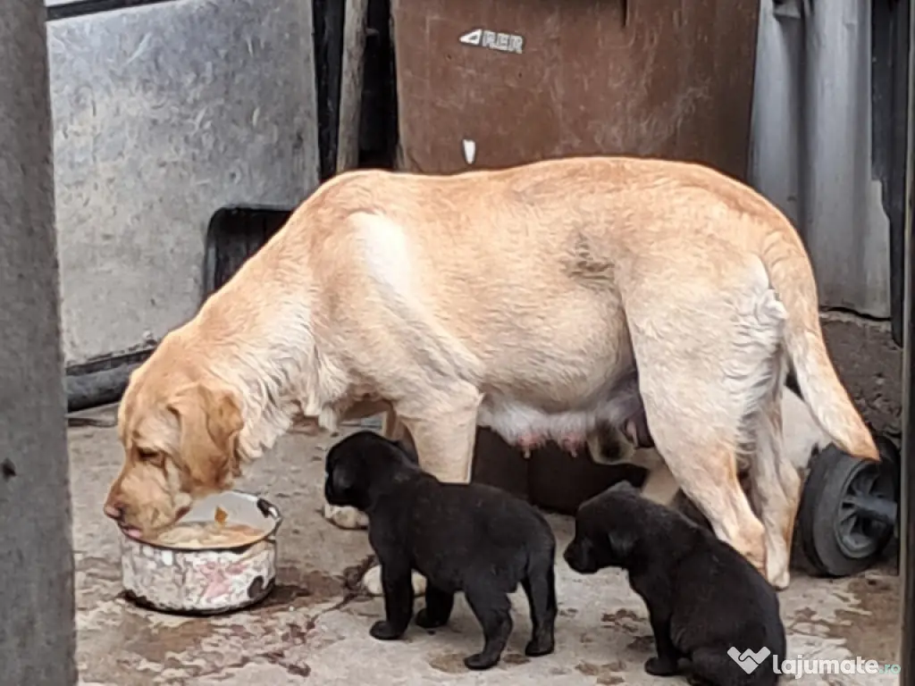 pui Labrador Retriver