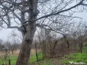 TEREN zona aer curat CASA si ANEXA SCORTENI/PH 