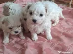 Mascul bichon maltez