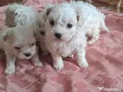 mascul bichon maltez 