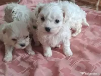 mascul bichon maltez 