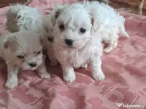 mascul bichon maltez