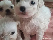 mascul bichon maltez 