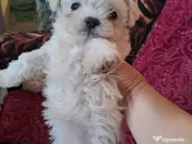 mascul bichon maltez 