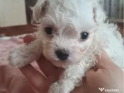 mascul bichon maltez 