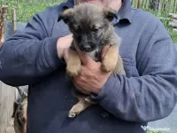 Vând căței 2 luni rasa ciobanesc 