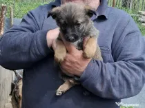 Vând căței 2 luni rasa ciobanesc