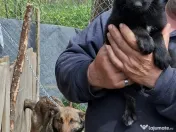 Vând căței 2 luni rasa ciobanesc 