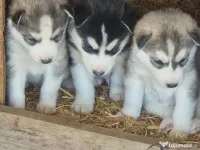 Husky caută stapani 