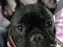 Bulldog francez