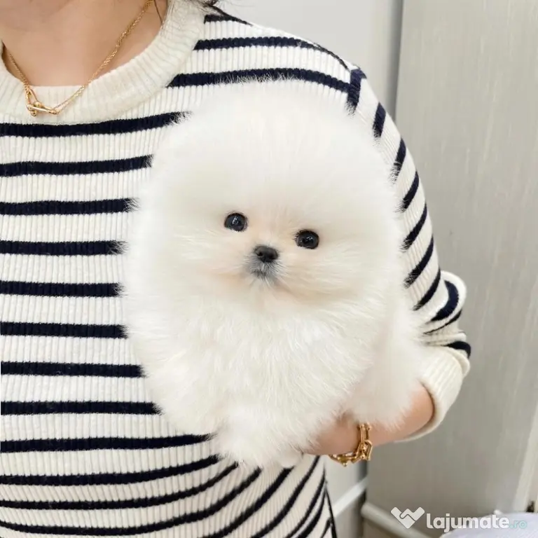 Pomeranian mini talie mica