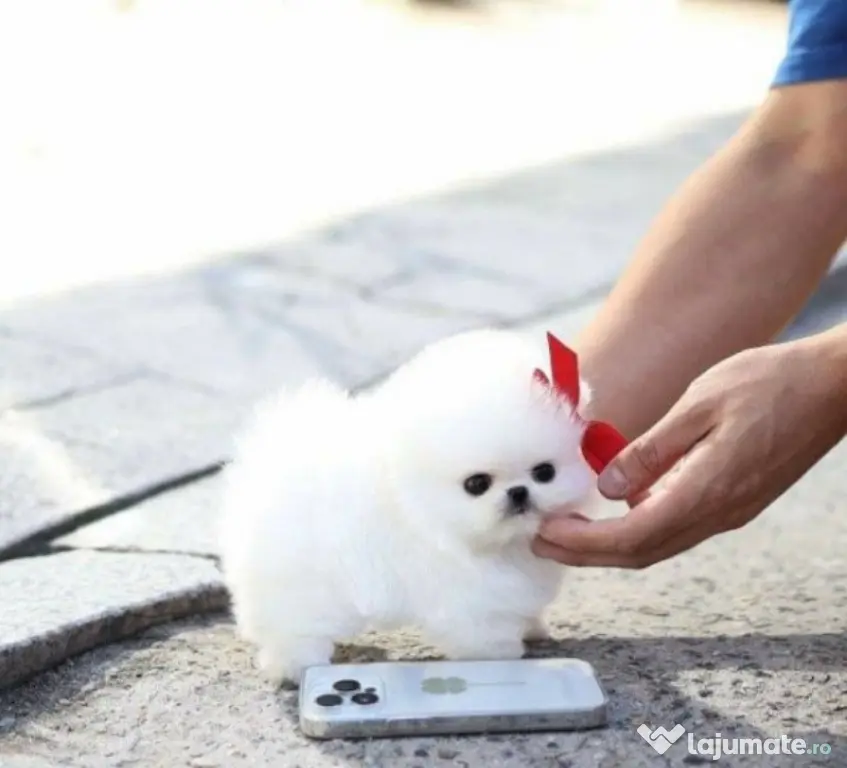 Pomeranian mini talie mica