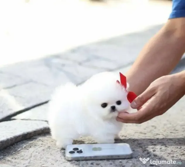 Pomeranian mini talie mica