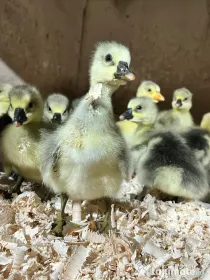 Boboci de gâscă românească și emden