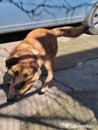 Donez cățelușă metis de malinois 