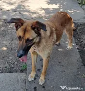 Donez cățelușă metis de malinois 