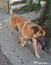 Donez cățelușă metis de malinois 