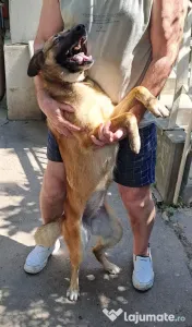 Donez cățelușă metis de malinois 