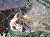 Donez cățelușă metis de malinois 