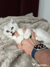 Pisica british silver shorthair. 