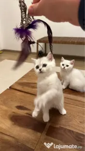 Pisica british silver shorthair. 