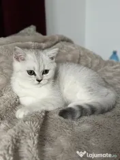 Pisica british silver shorthair. 