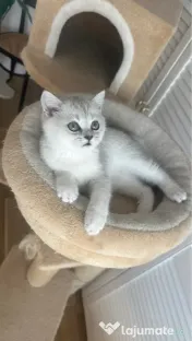 Pisica british silver shorthair. 