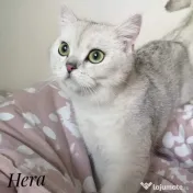 Pisica british silver shorthair. 