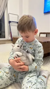 Pisica british silver shorthair. 