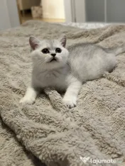 Pisica british silver shorthair. 